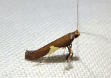 0639 - Caloptilia stigmatella; Leaf Blotch Miner Moth species