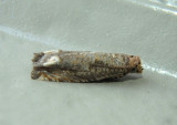3173 - Epiblema abruptana; Abrupt Epiblema Moth
