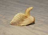 4652 - Tortricidia testacea; Warm-chevroned Moth