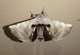 7663 - Apatelodes torrefacta; Spotted Apatelodes