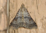 8370 - Bleptina caradrinalis; Bent-winged Owlet