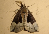 8443 - Hypena bijugalis; Dimorphic Bomolocha; female