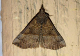 8446 - Hypena deceptalis; Deceptive Hypena