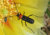 Batyle ignicollis; Long-horned Beetle species