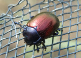 Chrysolina auripennis; Leaf Beetle species