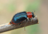 Collops tricolor; Soft-winged Flower Beetle species; female