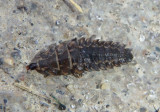 Lampyridae Firefly larva species