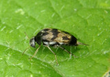 Tumblers and Wedge Beetles