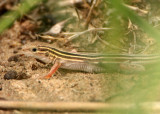 Six-lined Prairie Racerunner