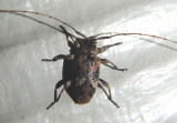 Sternidius Flat-faced Longhorn species