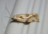 3754 - Aethes angulatana; Angular Aethes