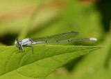 Argia moesta; Powdered Dancer; male