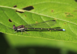 Argia tibialis; Blue-tipped Dancer; male