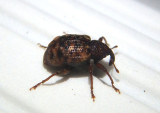 Conotrachelus geminatus; Weevil species