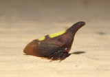 Enchenopa binotata; Two-marked Treehopper