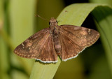 Erynnis funeralis; Funereal Duskywing