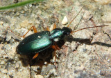 Agonum extensicolle; Ground Beetle species