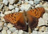 Asterocampa clyton; Tawny Emperor; female