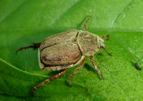 Hoplia Monkey Beetle species