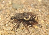 Hormorus undulatus; Lily of the Valley Weevil