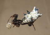 Micrathena gracilis; Spined Micrathena; female