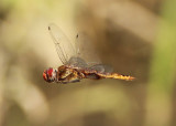 Pantala hymenaea; Spot-winged Glider