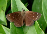 Pholisora catullus; Common Sootywing