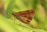 Pompeius verna; Little Glassywing