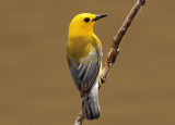 Prothonotary Warbler; breeding male