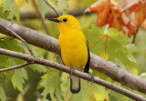 Prothonotary Warbler; breeding male