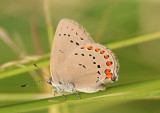 Satyrium titus; Coral Hairstreak; female