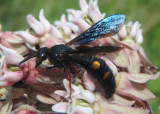 Scolia nobilitata; Scoliid Wasp species