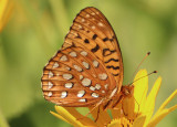 Speyeria aphrodite; Aphrodite Fritillary