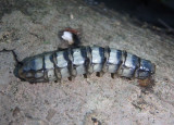 Tabanus atratus; Black Horse Fly larva