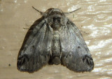 8971 - Baileya dormitans; Sleeping Baileya