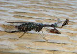 Dicromantispa sayi; Mantidfly species
