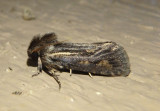 0373 - Acrolophus popeanella; Clemens Grass Tubeworm Moth