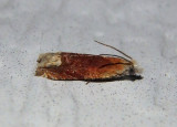 2928 - Eucosma raracana; Reddish Eucosma