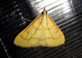 4980 - Helvibotys helvialis; Crambid Snout Moth species