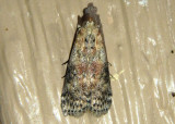 5803 - Sciota celtidella; Pyralid Moth species