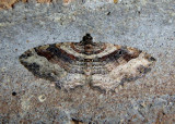 7416 - Costaconvexa centrostrigaria; Bent-line Carpet; female