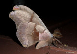 7757 - Antheraea polyphemus; Polyphemus Moth; male
