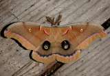 7757 - Antheraea polyphemus; Polyphemus Moth; male