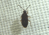 Antillocoris Dirt-colored Seed Bug species