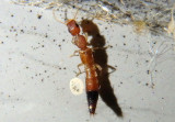 Astenus discopunctatus; Rove Beetle species