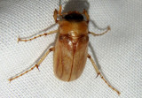 Cyclocephala Masked Chafer species
