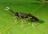 Macremphytus tarsatus; Dogwood Sawfly