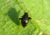 Microtechnites bractatus; Garden Fleahopper