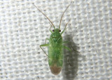 Orthotylus flavosparsus; Plant Bug species