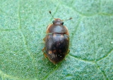 Stelidota geminata; Strawberry Sap Beetle